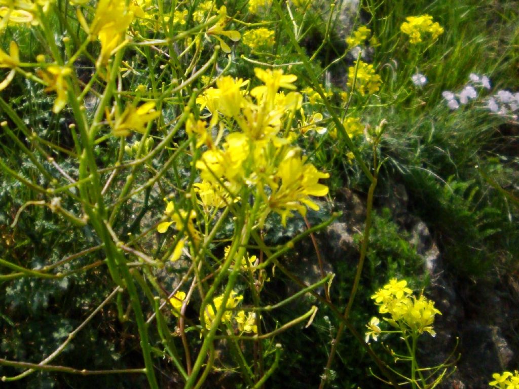 Erucastrum nasturtiifolium / Erucastro comune